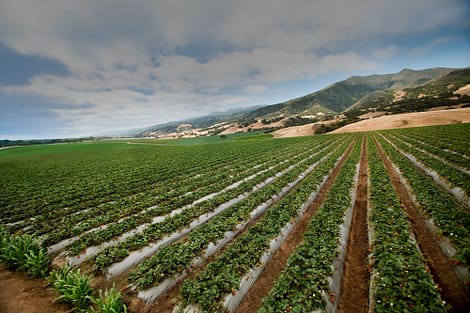 strawfield1103700102rev