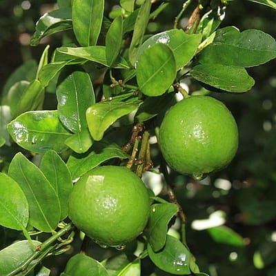 018-33-MEXLIME-2
